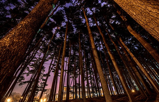 Tall Trees on Campus