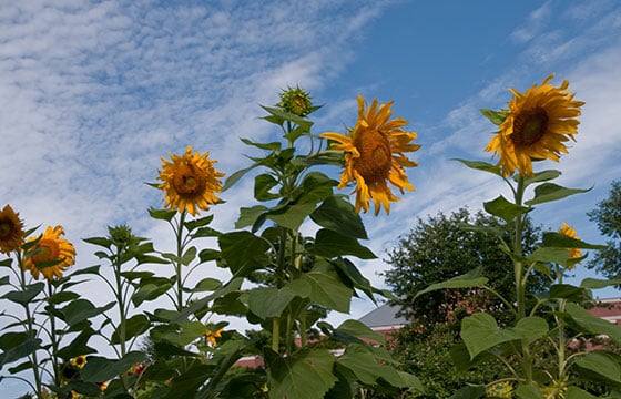 Sunflowers on Campus