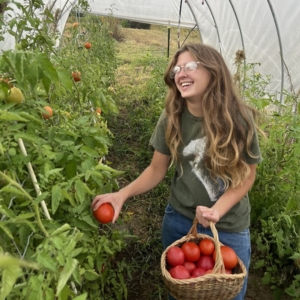 A JMC student picking tomatoes inside of a greenhouse space. The student is holding a basket of tomatoes in one hand and is picking one off of the plant with another. The student is smiling, wearing glasses and a green t-shirt.
