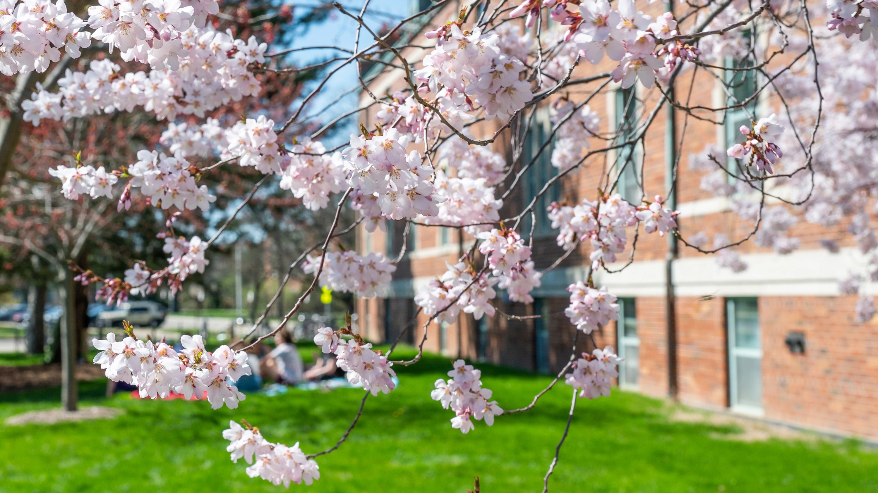 2023-04-17-cherry-blossoms-dlt