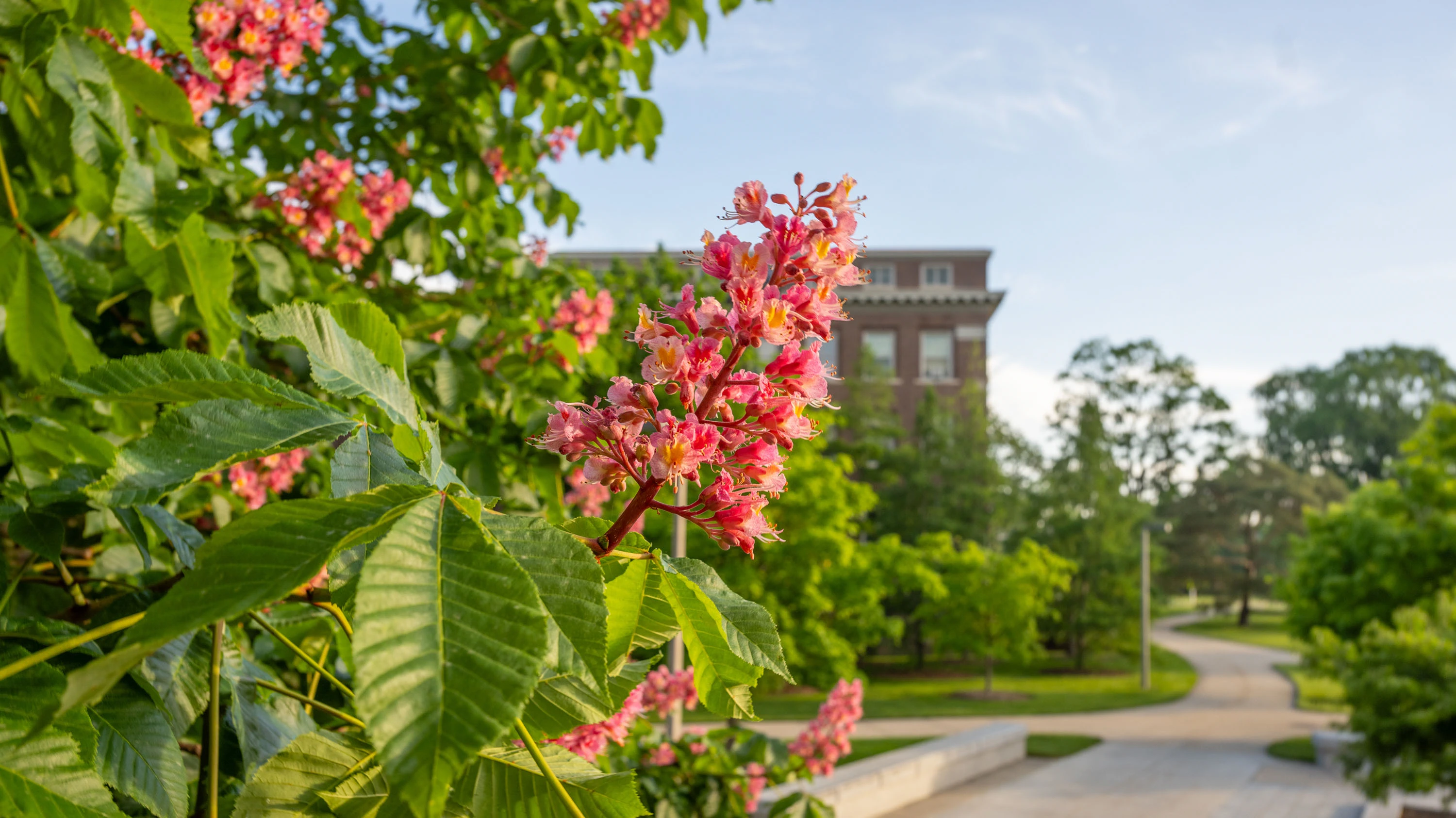 vibrant pink chestnut flowers in front of Old's Hall