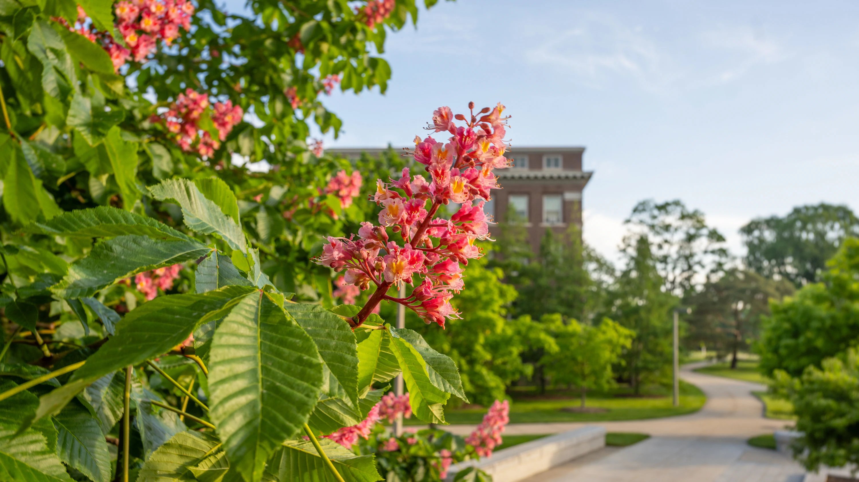 2024-05-20-horse-chestnut-flowers-dlt