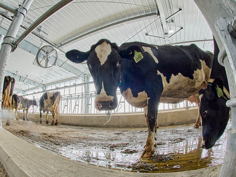 MSU CANR Dairy Moove 2