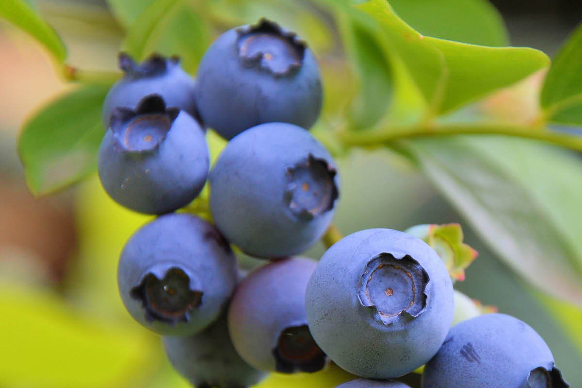 Close-up image of ripened blueberries.