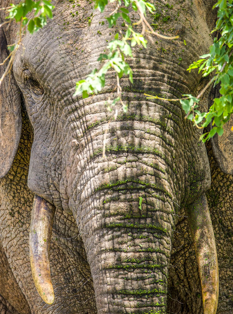 A close-up of an adult male elephant's face with hanging branches draped across the top of his head.