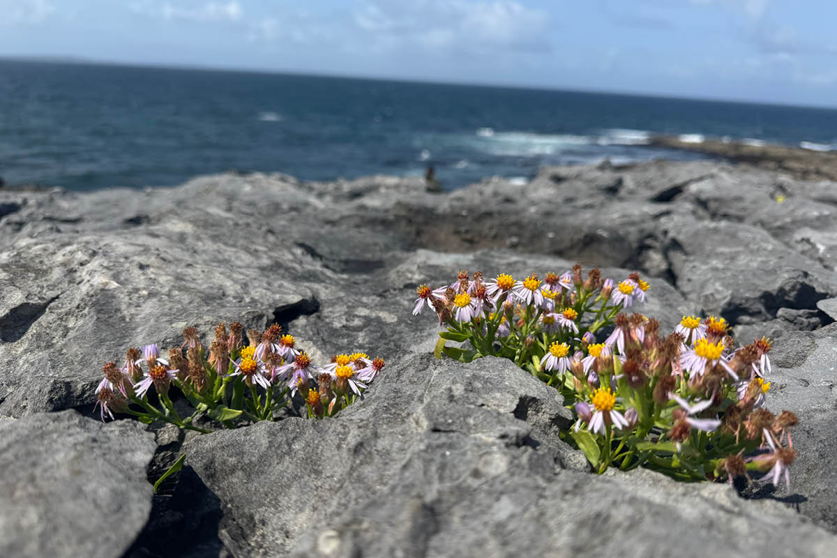 Bunches of multicolored flowers stick out through cracks in the rocks along an otherwise barren shoreline.