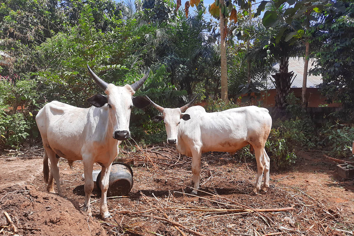 A pair of white African cattle stand in a dirt clearing in front of a green forest.