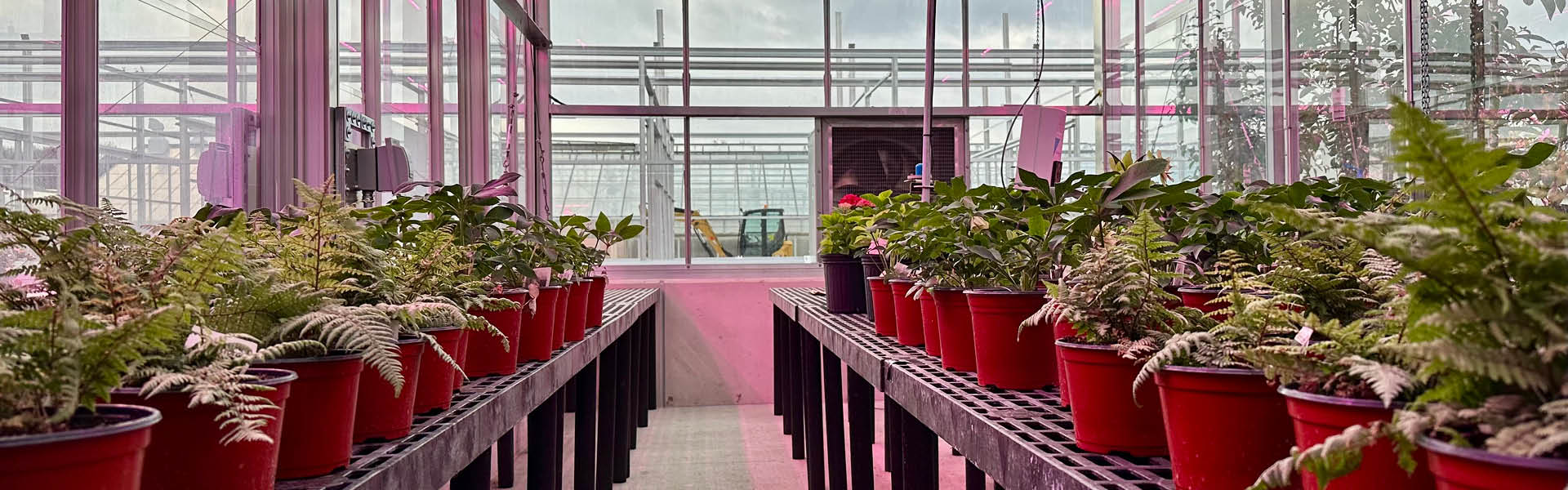 Potted plants lined up on tables inside the MSU Greenhouses.
