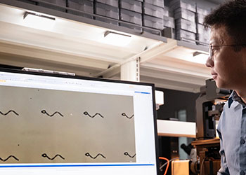 An MSU researcher displays a computer screen showing an x-ray image of a tiny, tadpole-shaped mirco-robot.