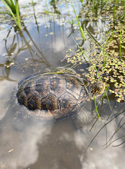 A Blanding’s turtle rests partially submerged in shallow water among reeds and floating duckweed, with its patterned shell visible beneath the surface and its head emerging near the edge of the vegetation.