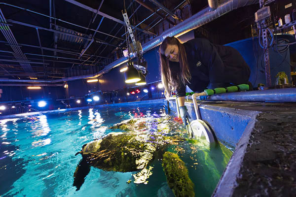 MSU alum Lauren Grauer leans over the edge of a large aquarium tank, reaching into the water to interact with sea turtles as bright overhead lights reflect off the rippling surface; the indoor marine facility’s equipment and railings are visible in the background.