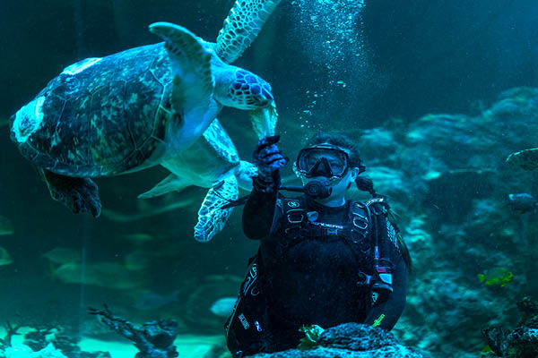 MSU alum Dana MacCallumMhor underwater in full scuba suit feeding lettuce to a sea turtle as it swims past her.