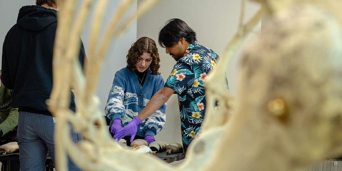 Two students are seen in a tunnel effect through the ribcage of a bird specimen at the MSU Museum during the Biology of Birds course.