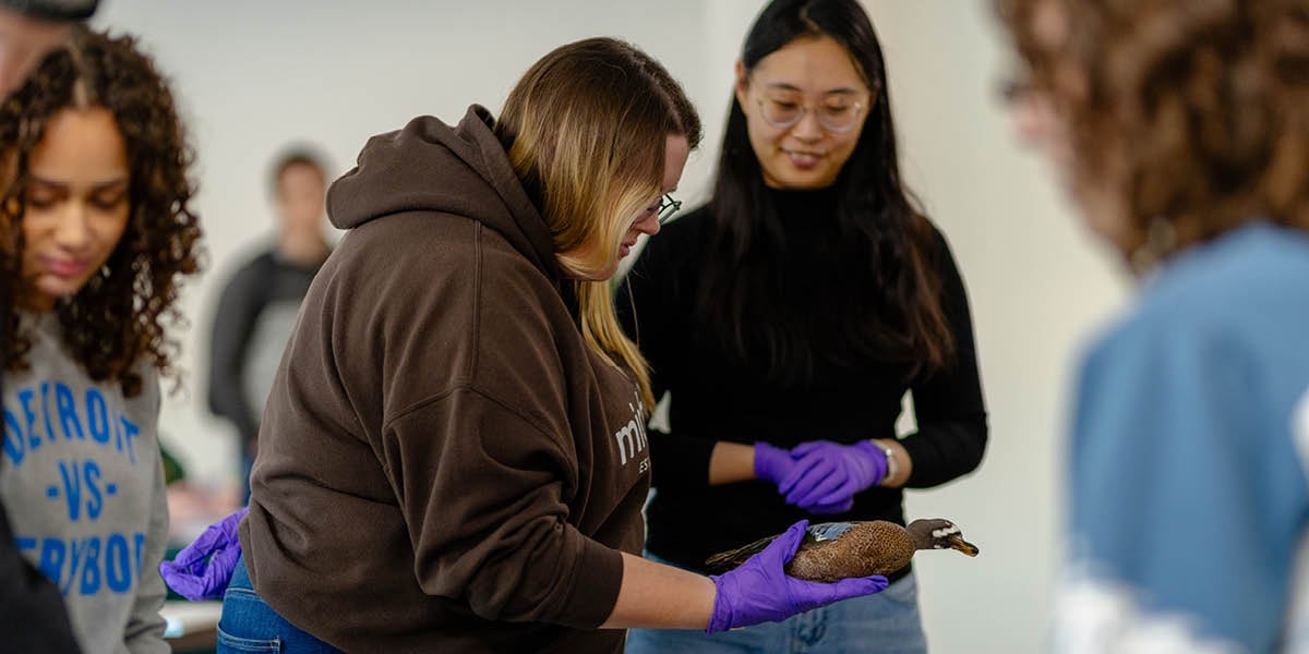 Two students examine bird specimens at the MSU Museum during the Biology of Birds course.