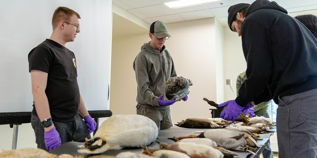Three male students examine bird specimens at the MSU Museum during the Biology of Birds course.