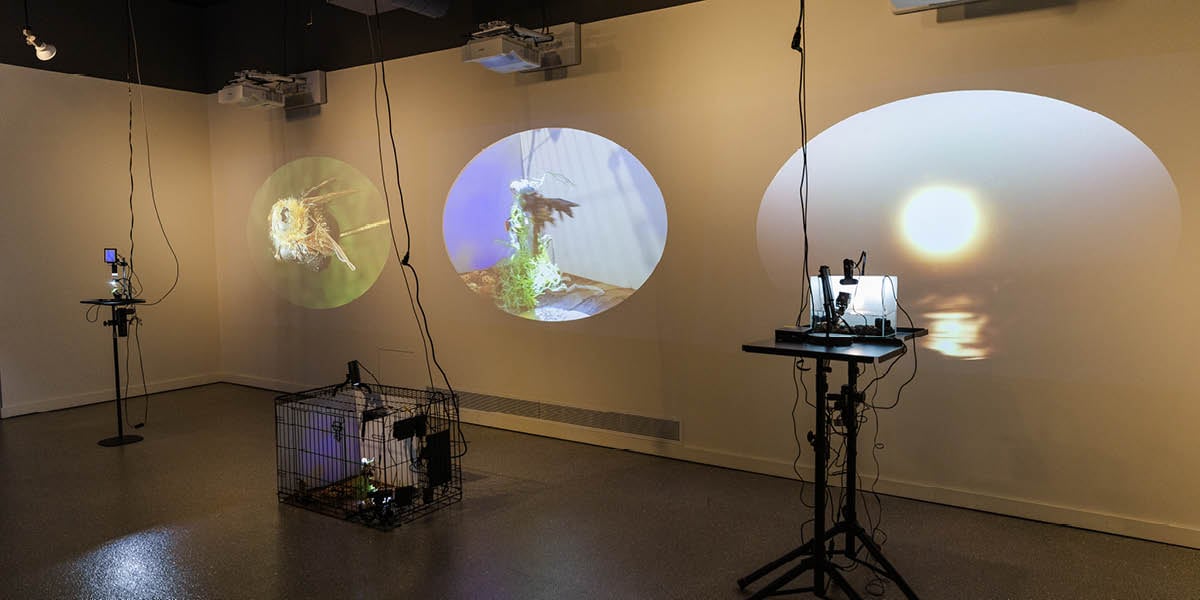 A display of inanimate objects mimicking biological creations as part of the Blurred Realities exhibit at the MSU Museum.