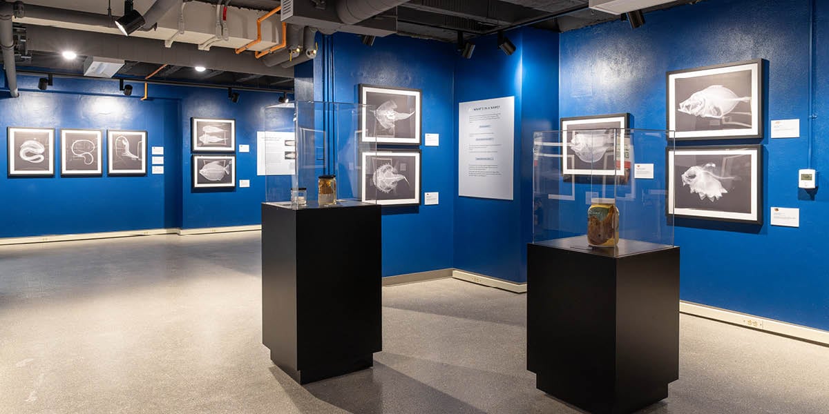 The MSU Museum's X-Ray Vision exhibit in partnership with the Smithsonian.