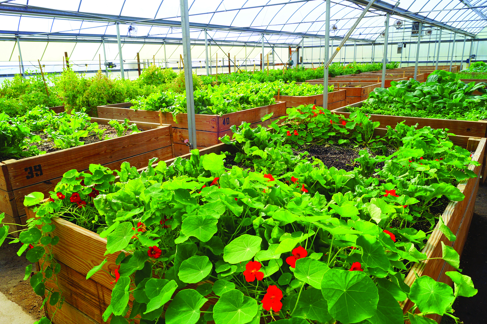 Recovery Park Farms, a greenhouse in Detroit. 