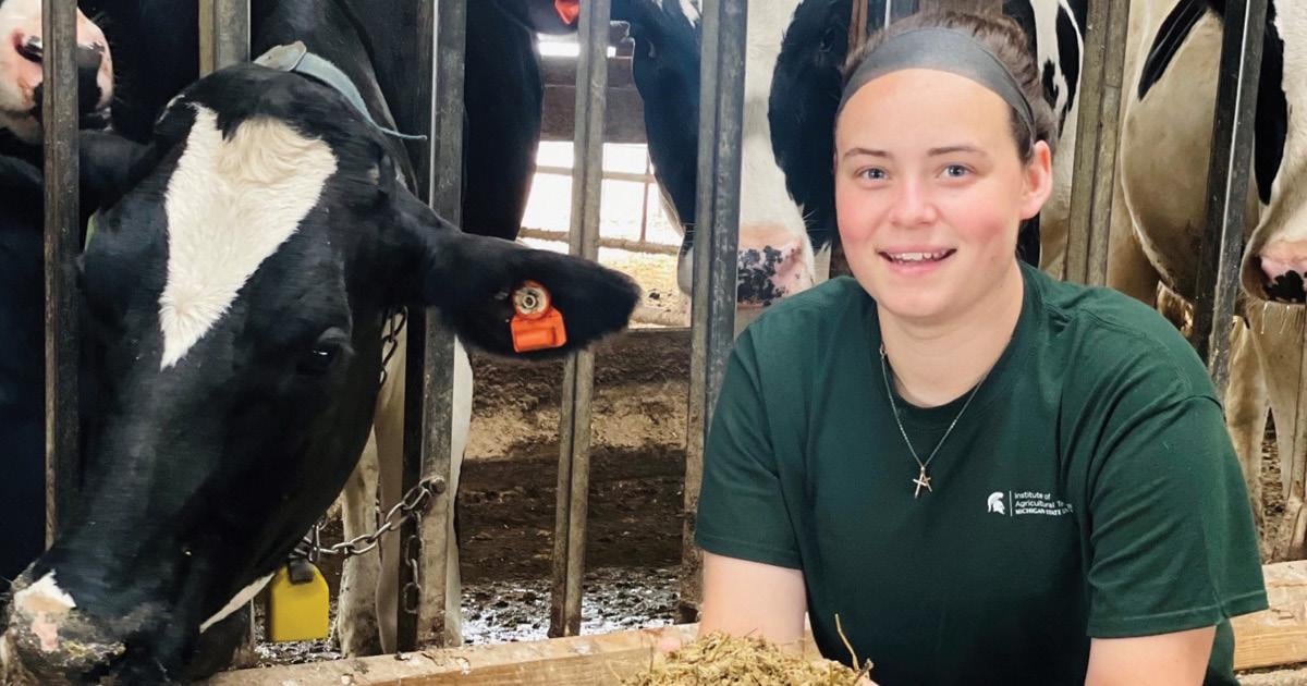 Lynn Olthof tending to dairy cows