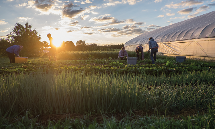 Dawn breaks over an MSU farm. 