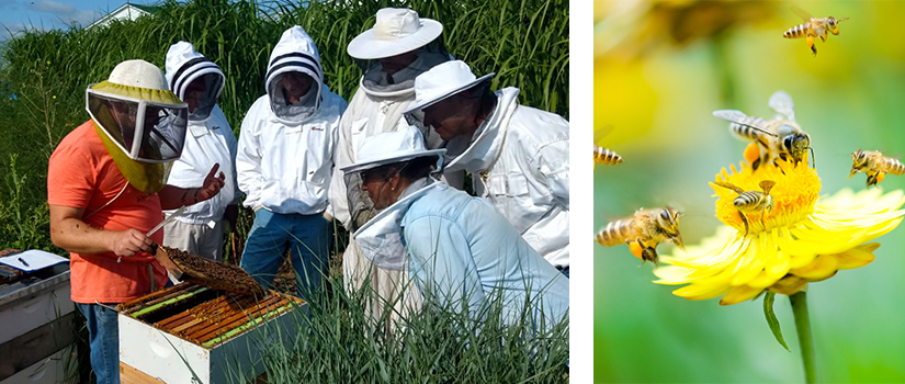 Adam Ingrao and fellow beekeeping veterans