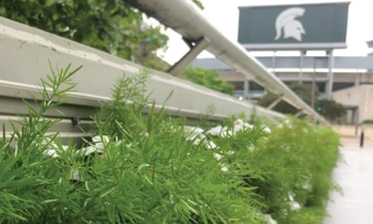 photo of plants at the Green Wall