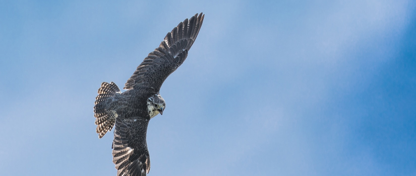 Peregrine Falcon