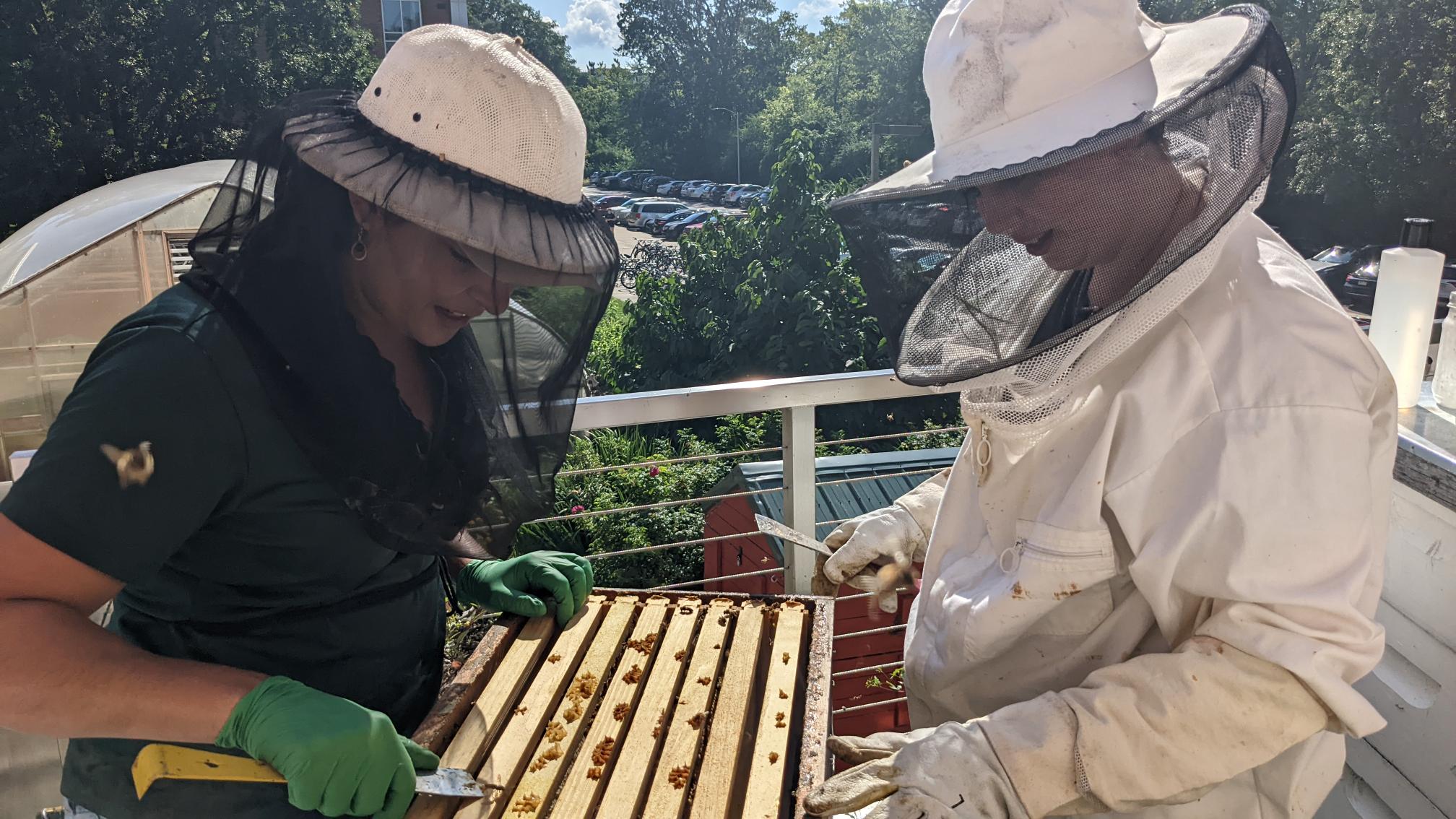 Anna Heck (MSU Extension) and Abigail Snelling (zoology) perform a hive check on the Bailey bees