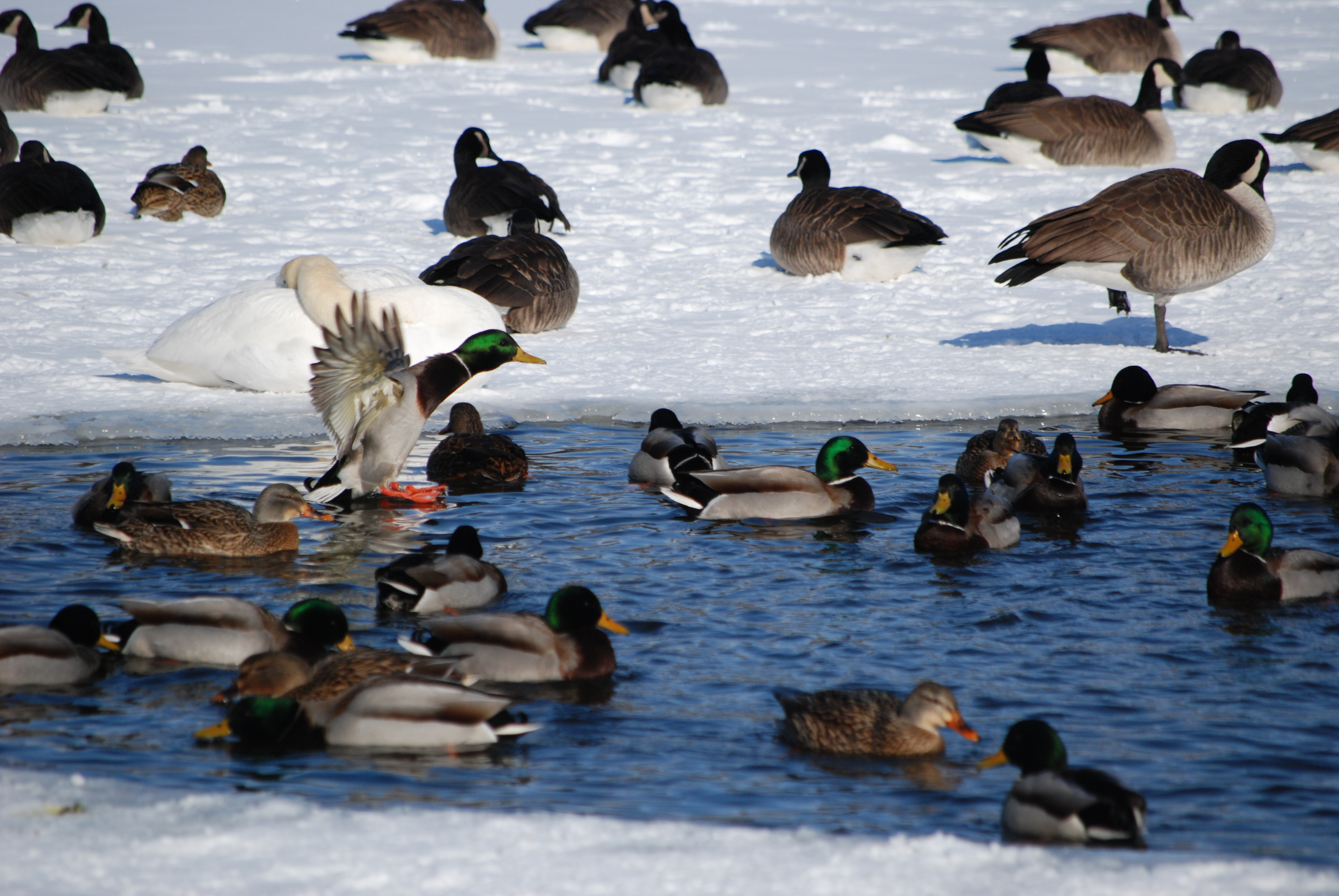 A variety of birds swimming in the lake at KBS.