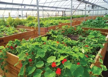 Recovery Park Farms greenhouse in Detroit. 