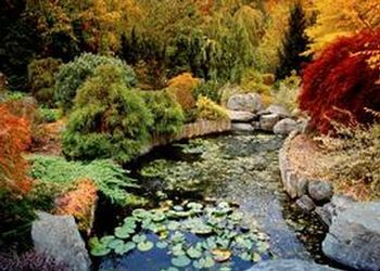 The Kathleen and Milton Muelder Japanese Garden is one of the many wonders in the seven-acre Clarence E. Lewis Landscape Arboretum, that is part of the MSU Horticulture Gardens.