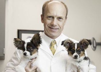 Research in the lab of Dr. Simon Petersen-Jones, the Myers-Dunlap Chair in Canine Health, may open the door to new treatments for retinal degenerations in humans as well as dogs.