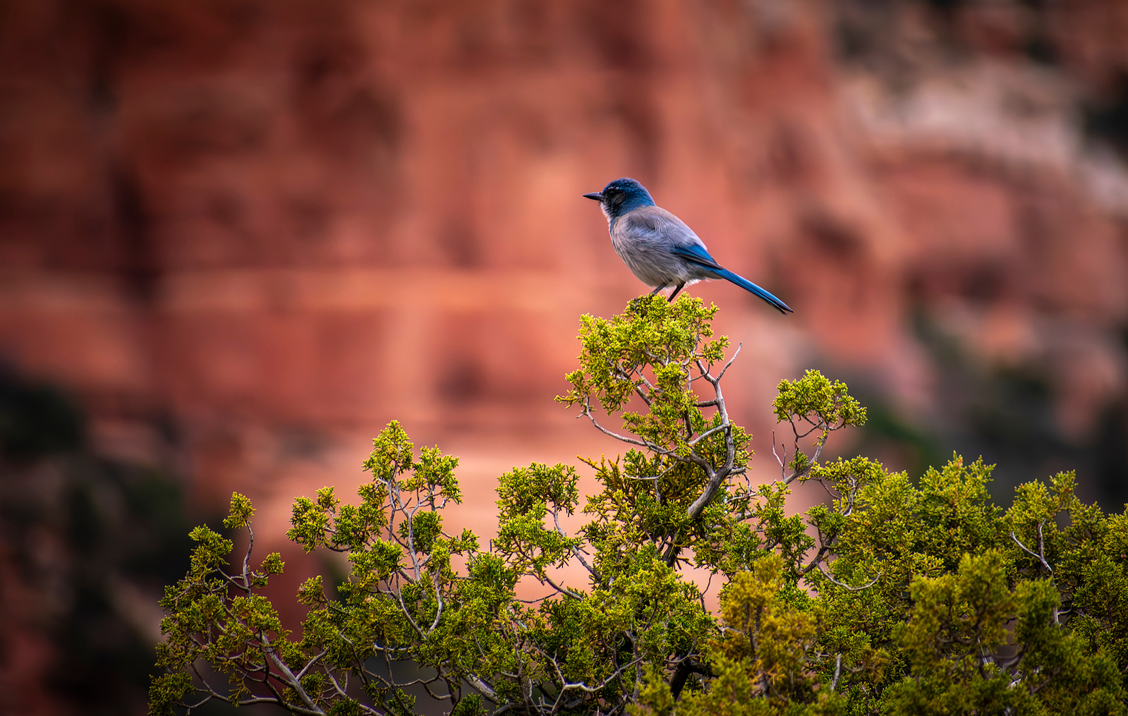 Wildlife photography of a blue and grey bird perched on a green branch. Red cliff walls can be seen in the background.