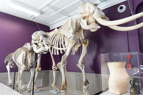 The skeleton of a wooly mammoth and a smaller elephant on display at the MSU Museum. They are displayed directly next to one another so their size differences are readily noticeable.