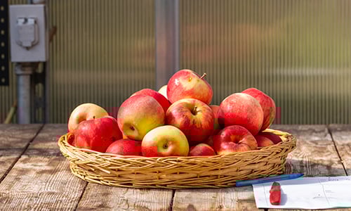 Vibrant red and yellow apples, about a dozen, sit in a shallow brown, woven basket on a wooden table, with a piece of paper and pen next to it. 