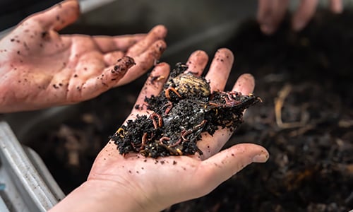 A pair of hands hover over a bucket of dirt. One hand holds a portion of dirt and earthworms. 