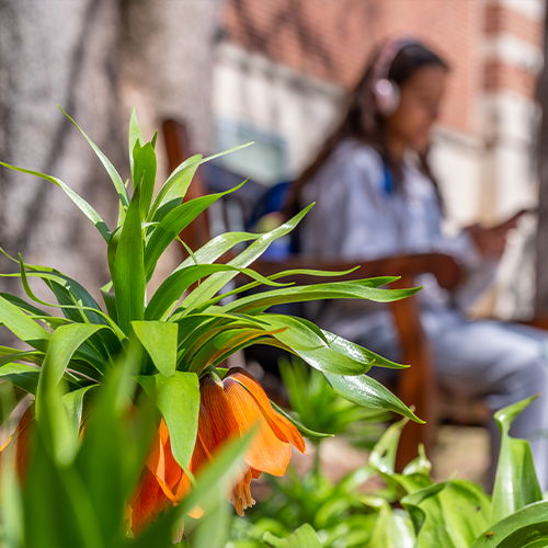A closeup of a plant with a student sitting in the background.