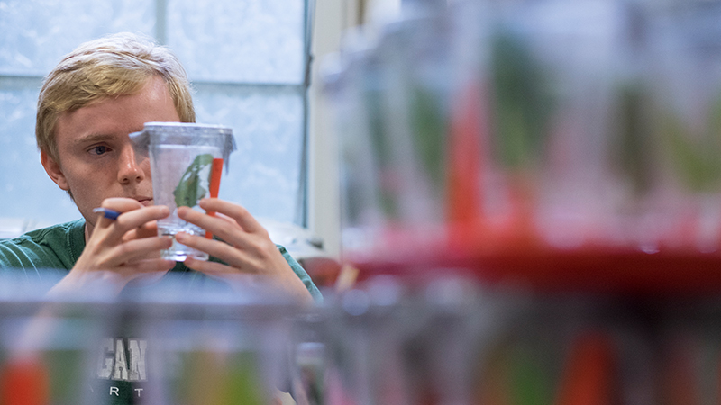 Michigan State University biology student examines a plant specimen in a clear lab container during hands-on laboratory research.