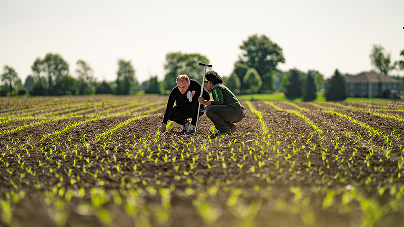 MSU environmental soil and water science students examine young crop rows in a field as part of hands-on soil and water conservation training.