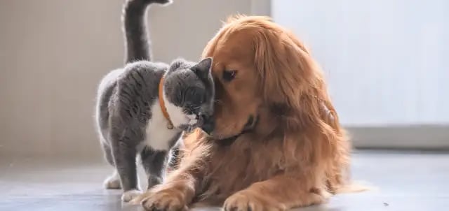 Dog and cat cuddling