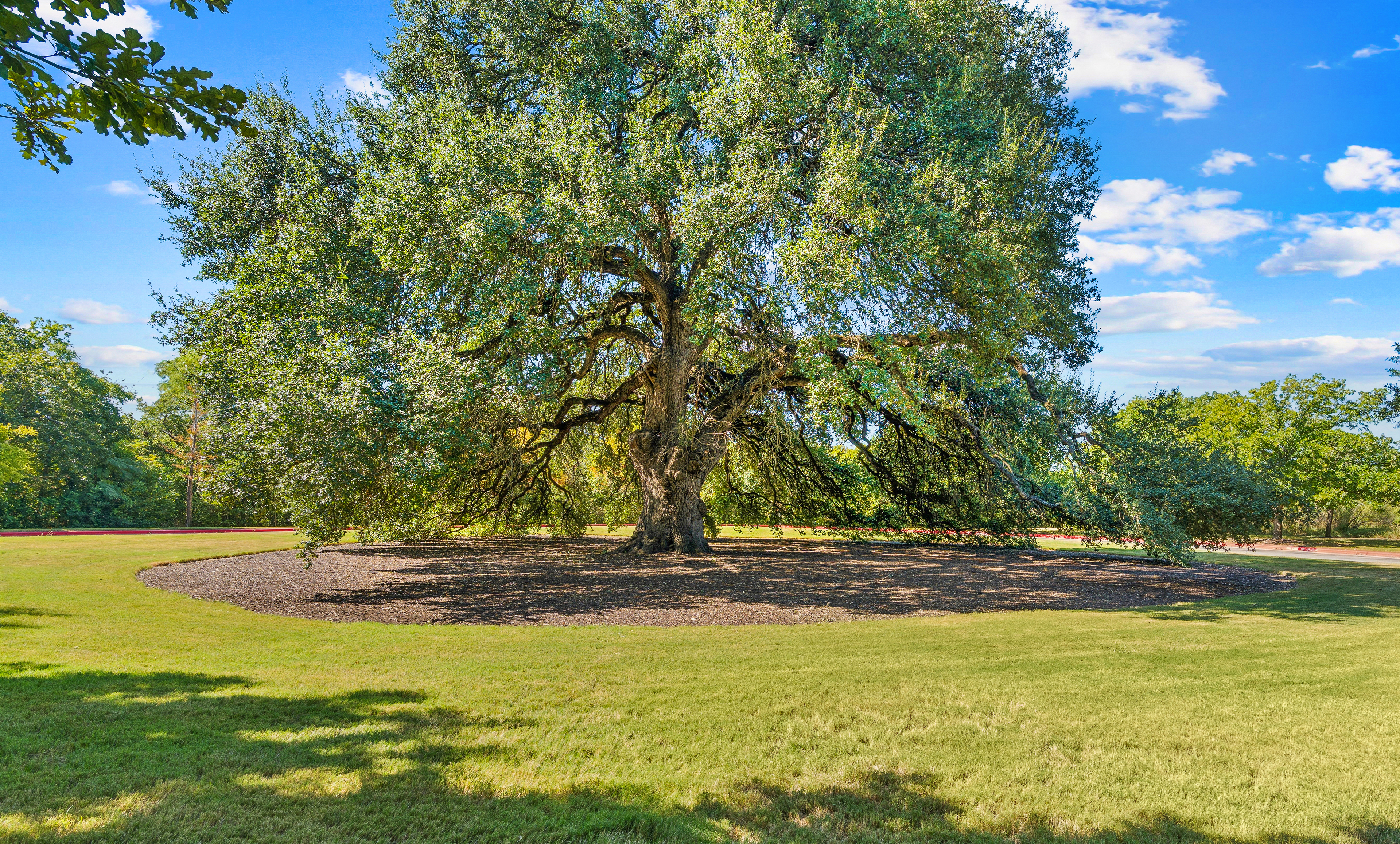 MAA Ashton Oaks 6 of 8