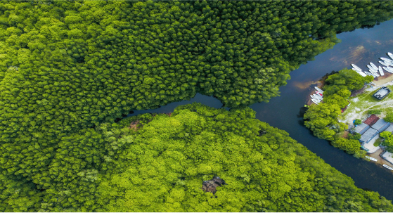 Forest river landscape