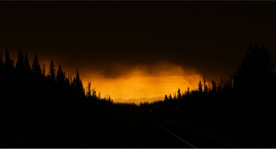 Forest fire silhouette