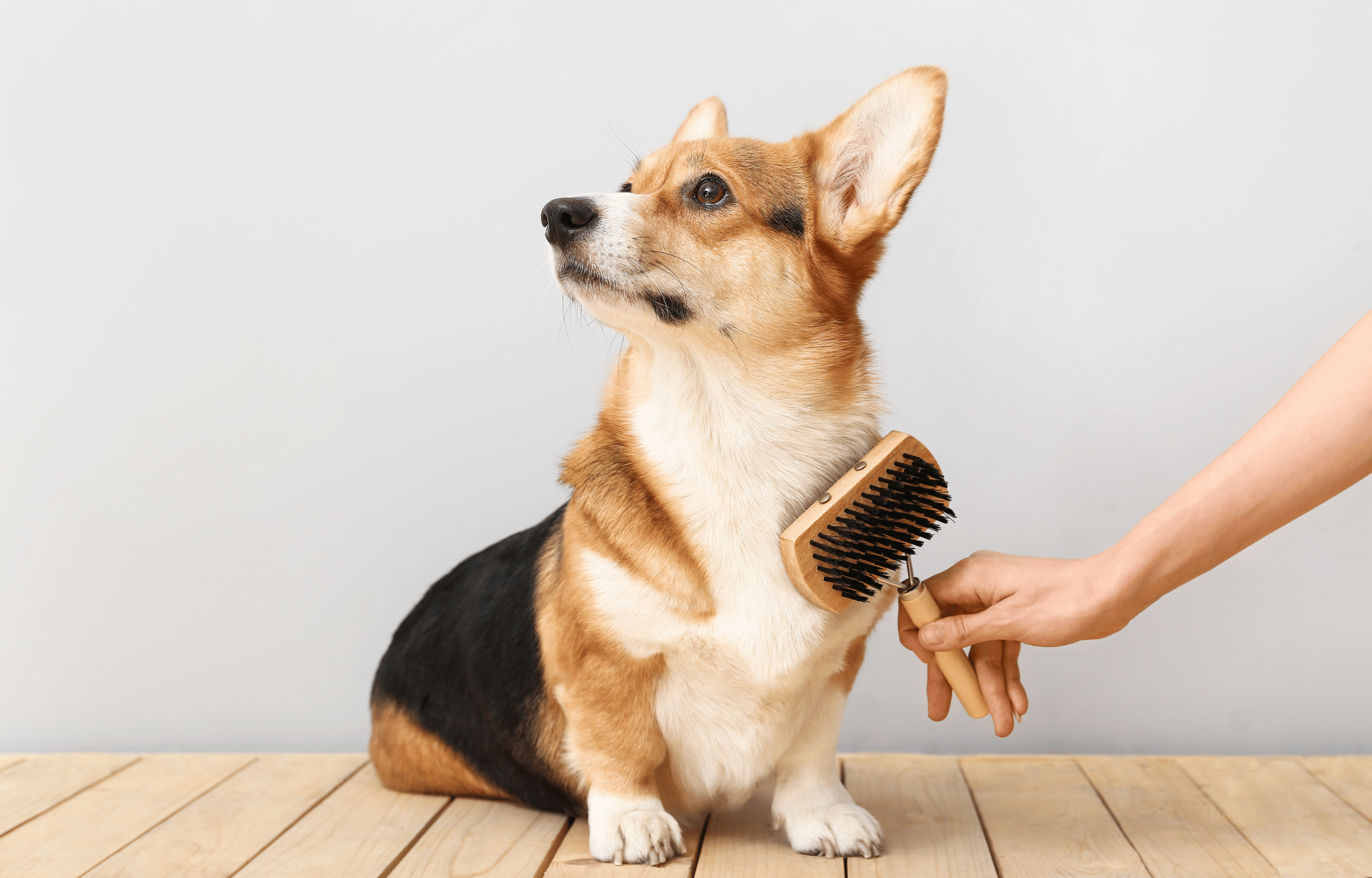 Caring for your Dogs Coat