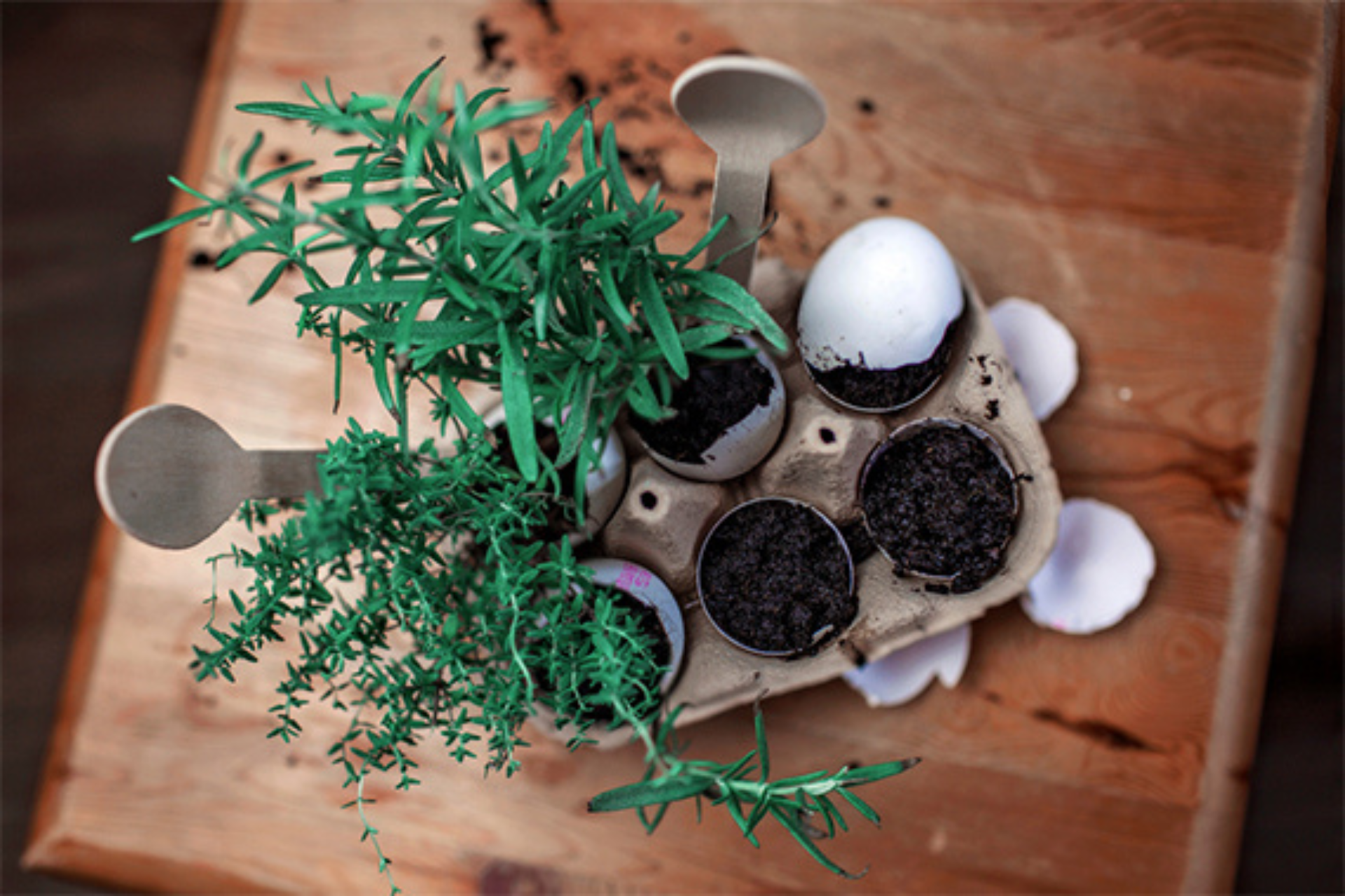 DIY Kids Herb Garden 2