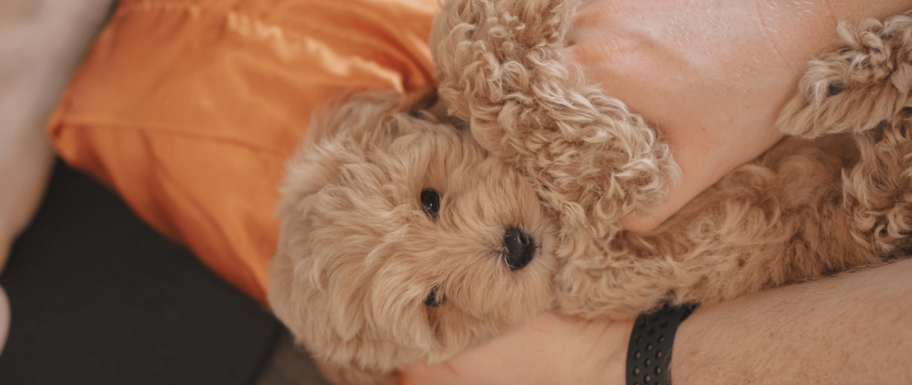 A Minis Sensory Dose: Puppy Play