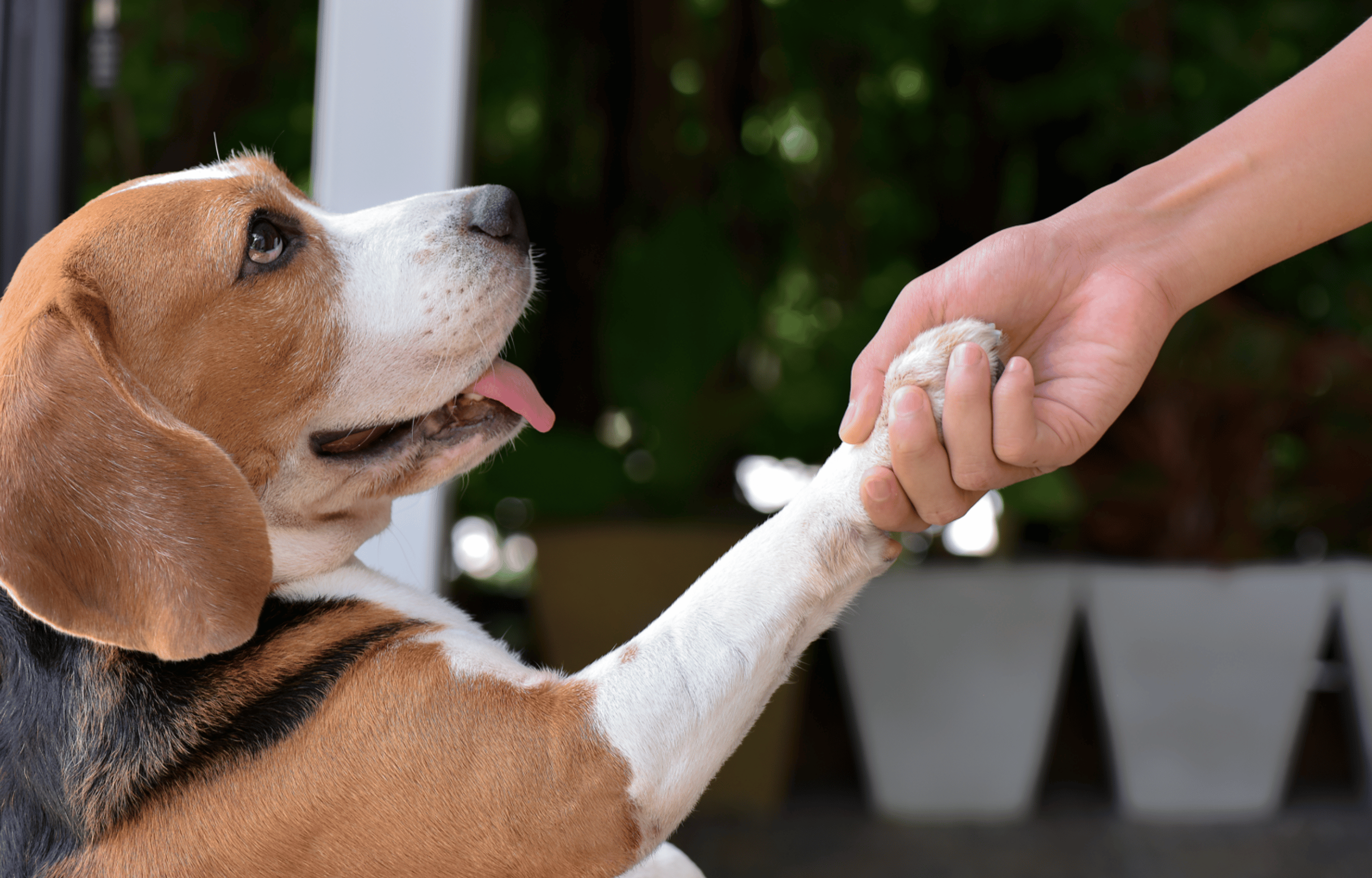 Learning to Shake Hands