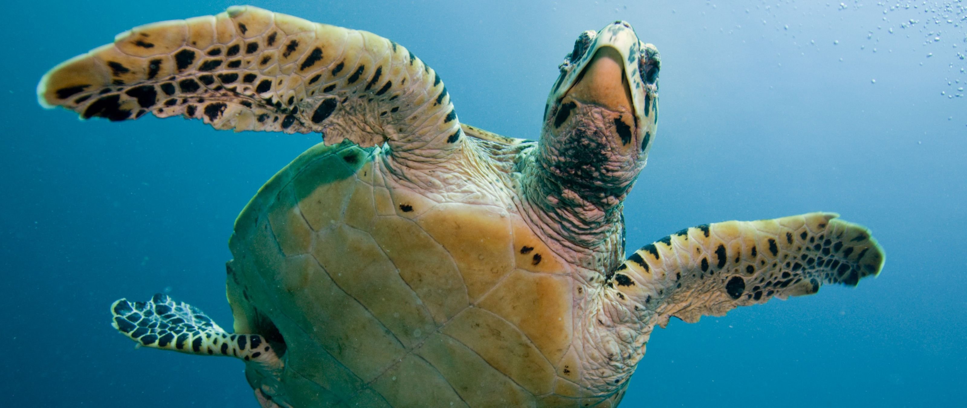 Meet The Turtles