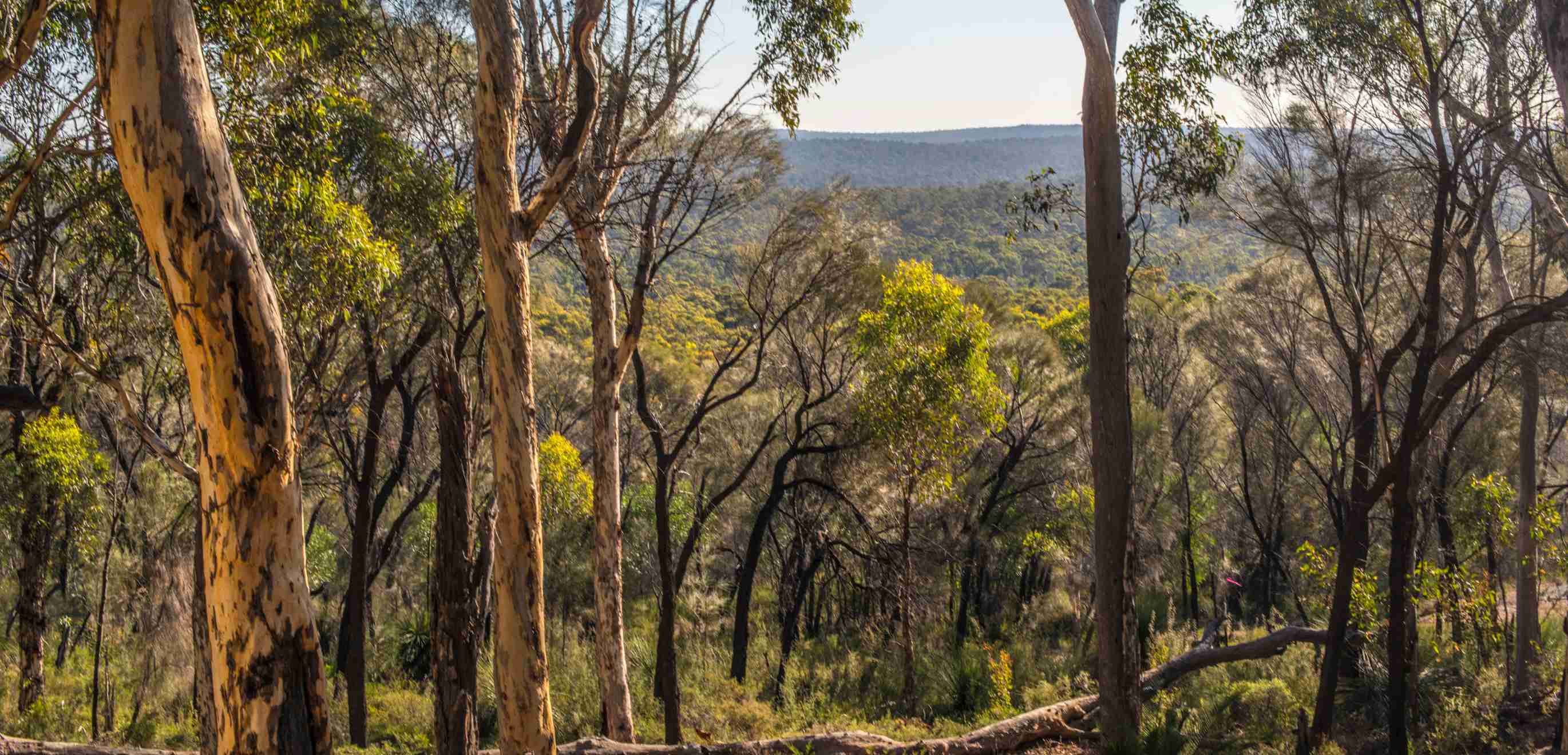 Things to do in and around Kirrawee | South Village Shopping Centre; Kirrawee, Sutherland Shire
