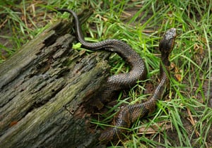 Serpente boca de algodão do leste